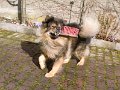 filou (42)